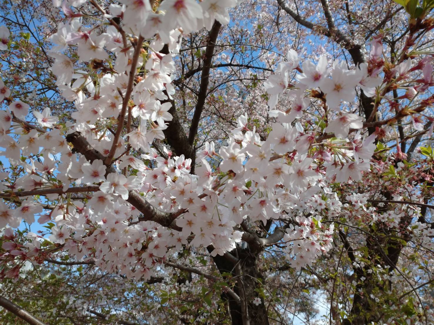 昭和公園でお花見♪