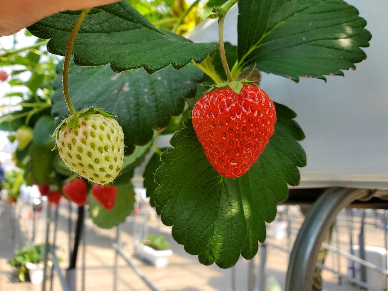 入間でイチゴ狩り🍓